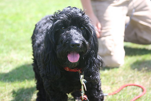 Cranbourne Annual Companion Dog Show