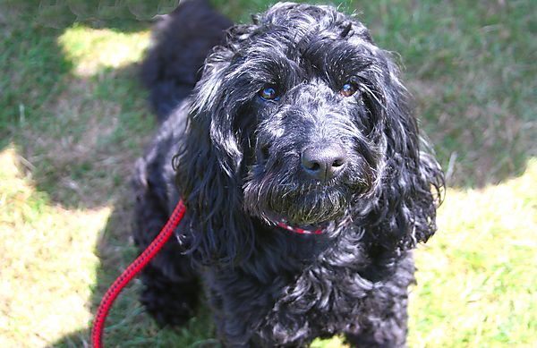 Cranbourne Annual Companion Dog Show