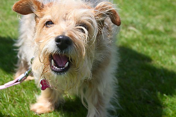Cranbourne Annual Companion Dog Show