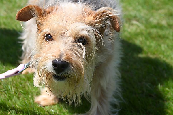 Cranbourne Annual Companion Dog Show