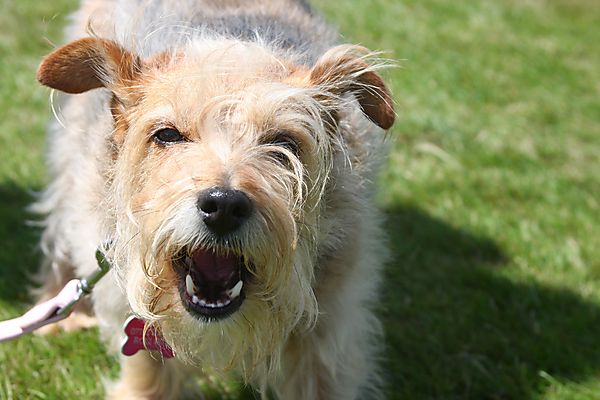 Cranbourne Annual Companion Dog Show