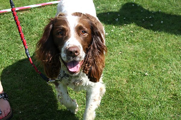 Cranbourne Annual Companion Dog Show