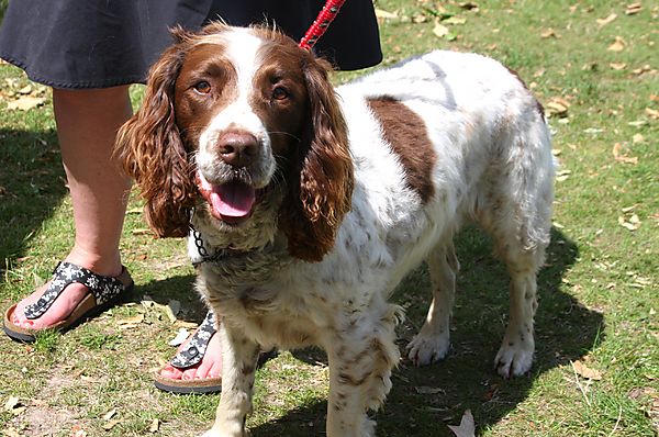 Cranbourne Annual Companion Dog Show