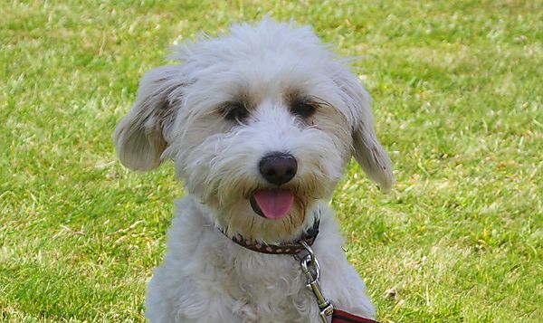 Cranbourne Annual Companion Dog Show