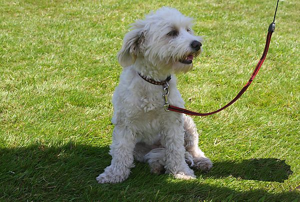 Cranbourne Annual Companion Dog Show
