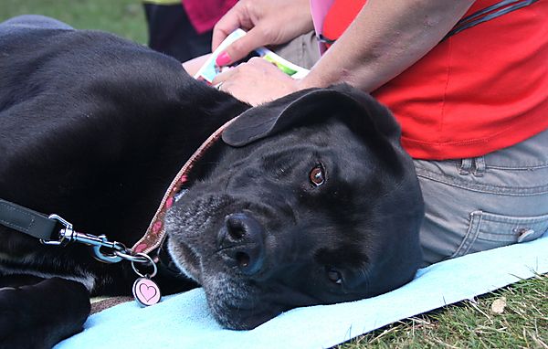 Cranbourne Annual Companion Dog Show