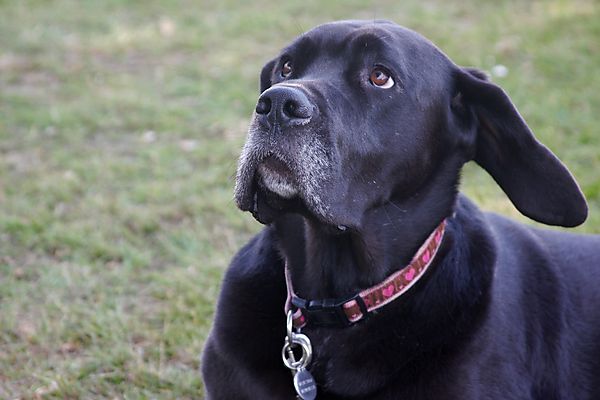 Cranbourne Annual Companion Dog Show
