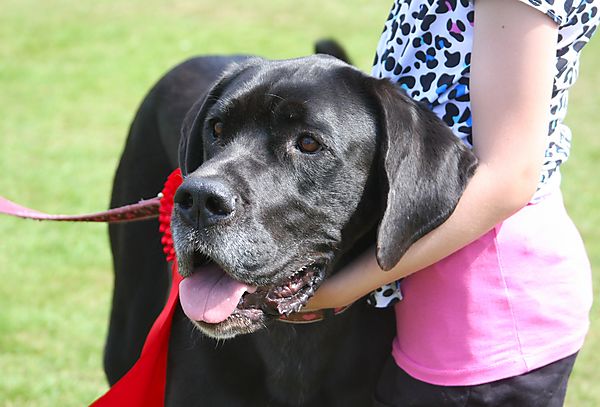 Cranbourne Annual Companion Dog Show