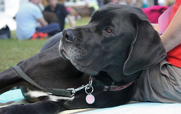 Cranbourne Annual Companion Dog Show
