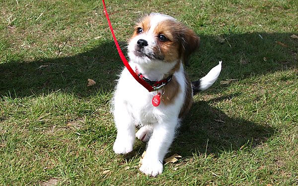 Cranbourne Annual Companion Dog Show