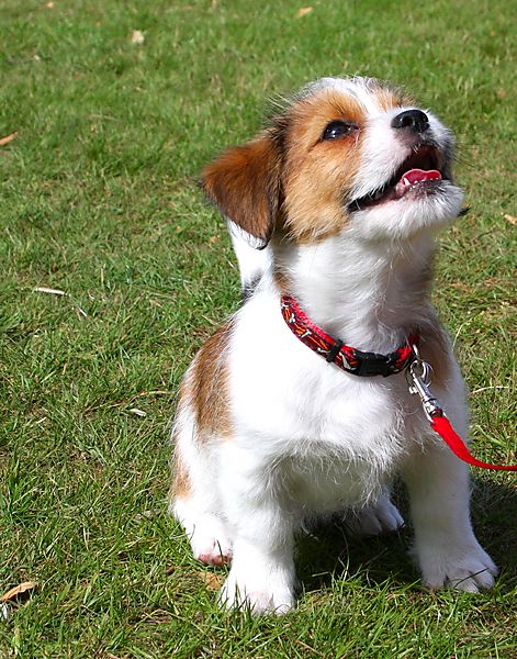 Cranbourne Annual Companion Dog Show