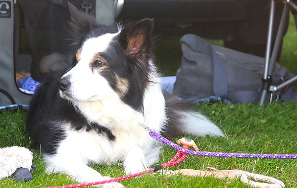 Cranbourne Annual Companion Dog Show