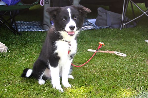 Cranbourne Annual Companion Dog Show