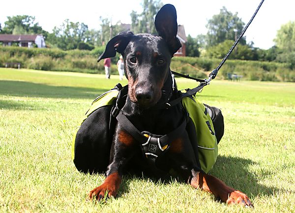 Cranbourne Annual Companion Dog Show