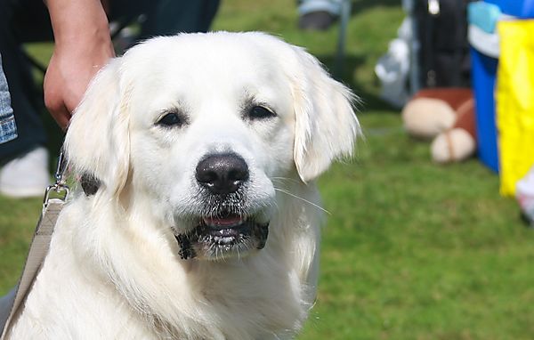 Cranbourne Annual Companion Dog Show