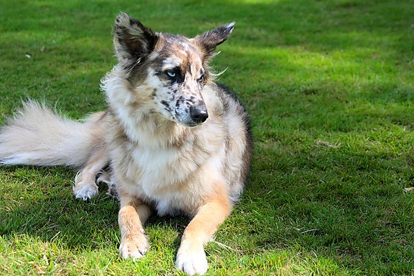 Cranbourne Annual Companion Dog Show
