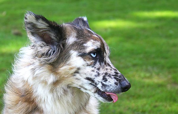 Cranbourne Annual Companion Dog Show