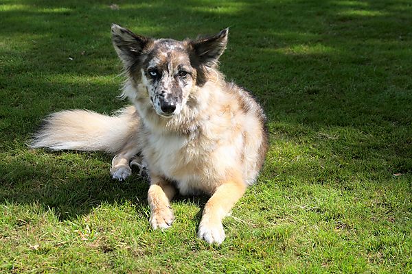 Cranbourne Annual Companion Dog Show