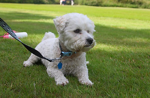 Cranbourne Annual Companion Dog Show