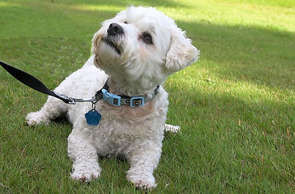 Cranbourne Annual Companion Dog Show