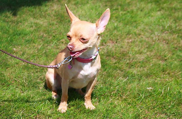 Cranbourne Annual Companion Dog Show