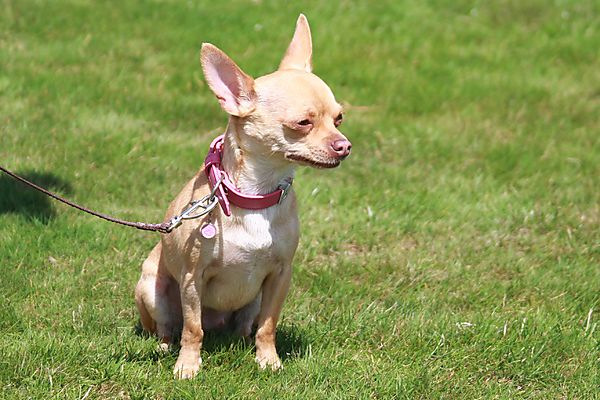 Cranbourne Annual Companion Dog Show