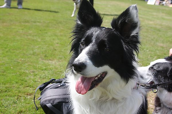 Cranbourne Annual Companion Dog Show