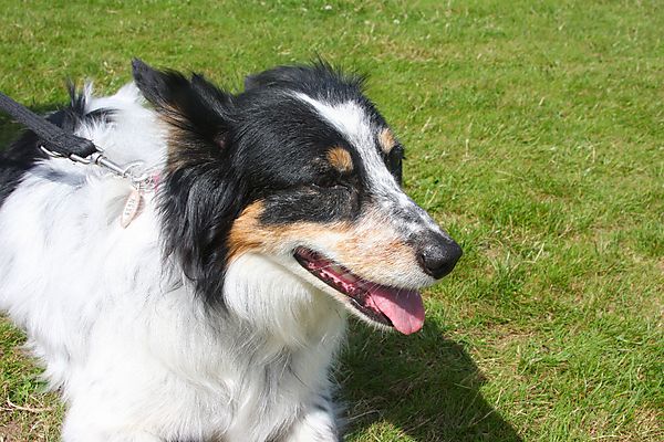 Cranbourne Annual Companion Dog Show