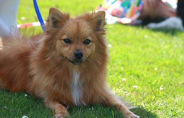 Cranbourne Annual Companion Dog Show