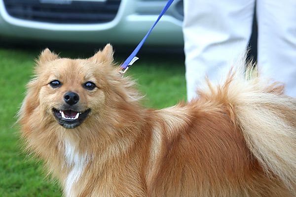 Cranbourne Annual Companion Dog Show