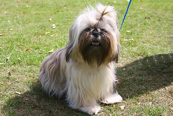 Cranbourne Annual Companion Dog Show