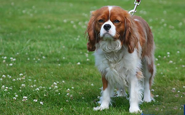 Cranbourne Annual Companion Dog Show
