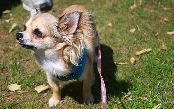 Cranbourne Annual Companion Dog Show