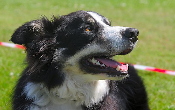 Cranbourne Annual Companion Dog Show