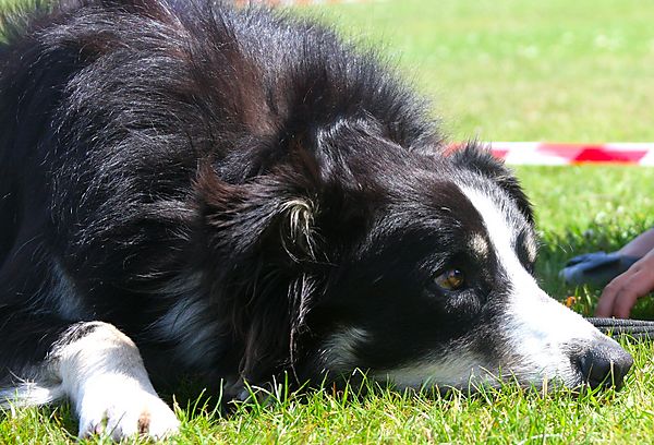 Cranbourne Annual Companion Dog Show