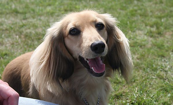 Cranbourne Annual Companion Dog Show