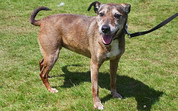 Cranbourne Annual Companion Dog Show