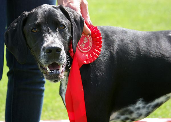 Cranbourne Annual Companion Dog Show