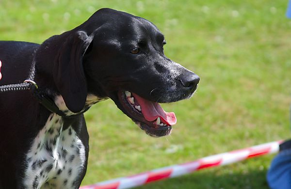 Cranbourne Annual Companion Dog Show