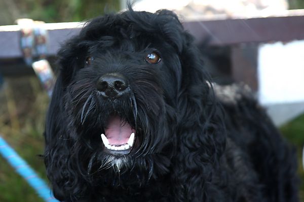 Cranbourne Annual Companion Dog Show