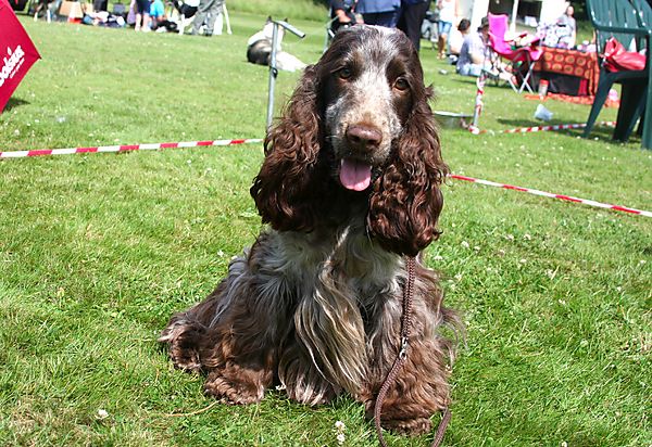 Cranbourne Annual Companion Dog Show
