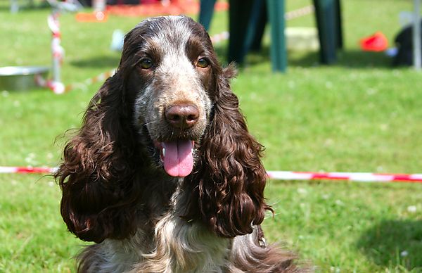 Cranbourne Annual Companion Dog Show