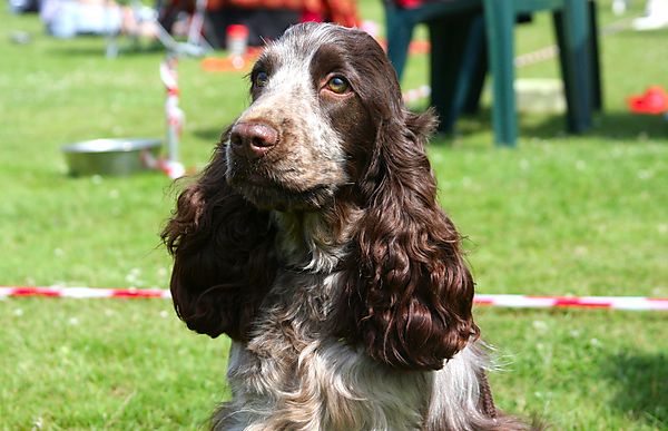 Cranbourne Annual Companion Dog Show