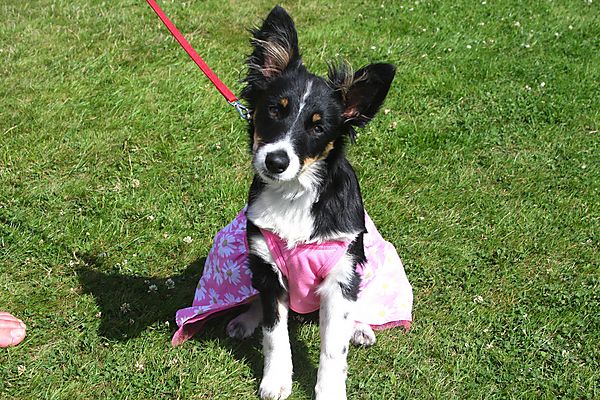 Cranbourne Annual Companion Dog Show