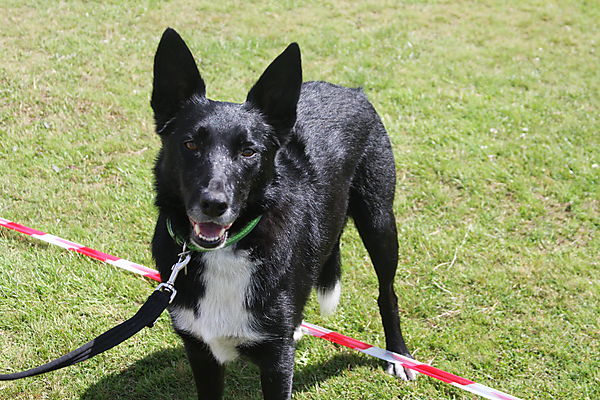 Cranbourne Annual Companion Dog Show