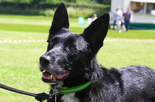 Cranbourne Annual Companion Dog Show