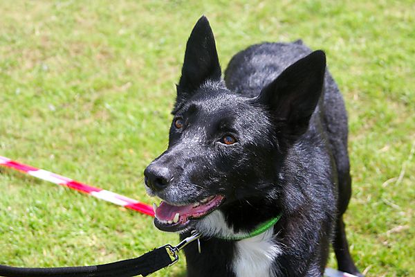 Cranbourne Annual Companion Dog Show