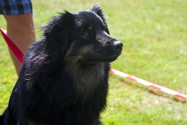 Cranbourne Annual Companion Dog Show