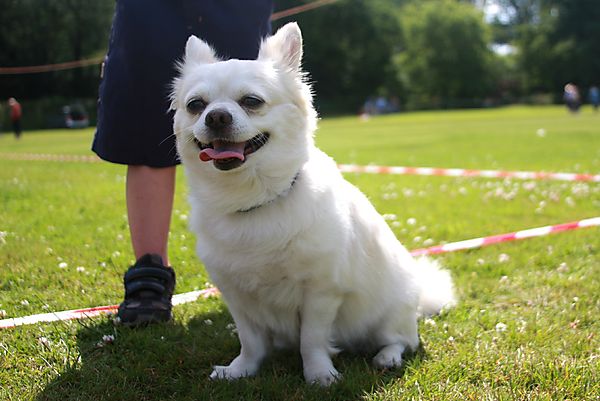 Cranbourne Annual Companion Dog Show