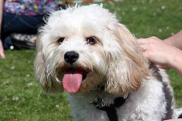 Cranbourne Annual Companion Dog Show